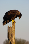 Juvenile Bald Eagle
